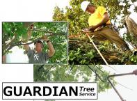 Block 45 #5 - $350 Gift Card for services from Guardian Tree Systems Inc., Sarnia